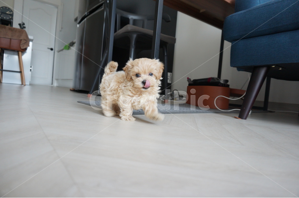 강아지,말티푸,애견,puppy,maltipoo,동물,animal,포유류,mammal,개,강아지,dog,doggy