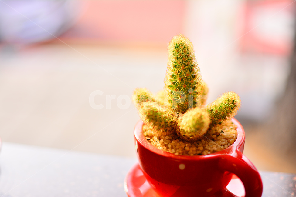 선인장,다육식물,디육이,식물,가시,아열대식물,cactus,다육질,사막,plant,식물원,열대식물,예리함,날카로움,상처,주의,보호,빨강색,화분,레드,red,참가,햇살,작은,미니,식물,자연,plants,nature,휴식,힐링,rest,relaxation,healing