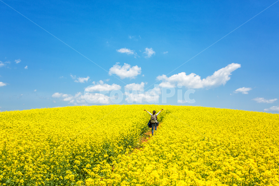 field,목초지,outdoors,옥외,nature,human,farm,자연,봄,밭,들판,풍경,농원,시골,경치,농장,들,안성팜랜드,유채꽃,노랑,식물,자연,plants,nature,꽃,flower,사람,인물,인간,human,person,여성,여자,woman,female,lady