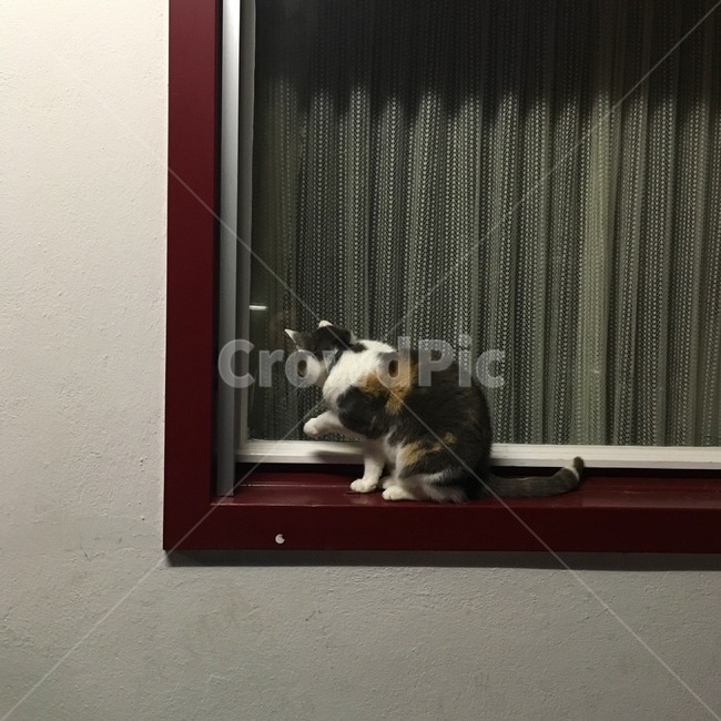 고양이,cat,창문,고양이뒷모습,뚱냥이,window,동물,animal,포유류,mammal,고양이,cat,kitten,kitty