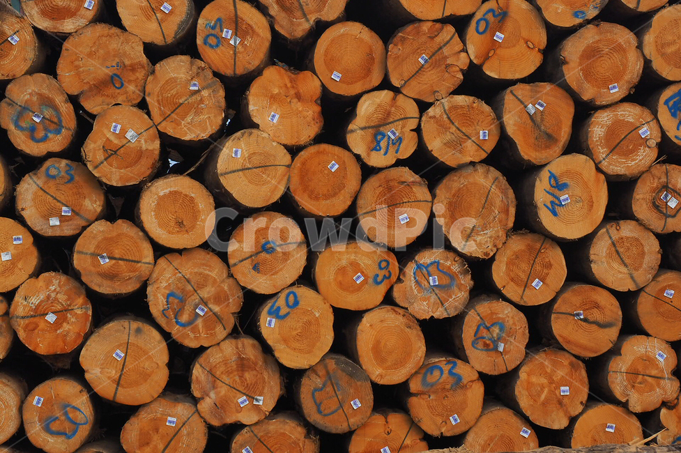 목재,나무,wood,공단,배열,불규칙,나무,trees,wood