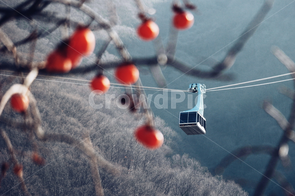 가을,하늘,감,케이블카,경치,강,새,고요,아침,경관,자연,풍광,nature,landscape,한국자연풍경,한자연경관,koreanaturelandscape,감성,감정,sensible,feeling,emotion,계절,season,마을,rural,한국전통,한국문화,koreatraditional,koreaculture,plant,나무,trees,wood,가을,계절,fall,autumn,season,음식,식재료,요리,food,cook,meal,dishes,food reserves,과일,열매,fruit,교통,교통수단,traffic,transportation