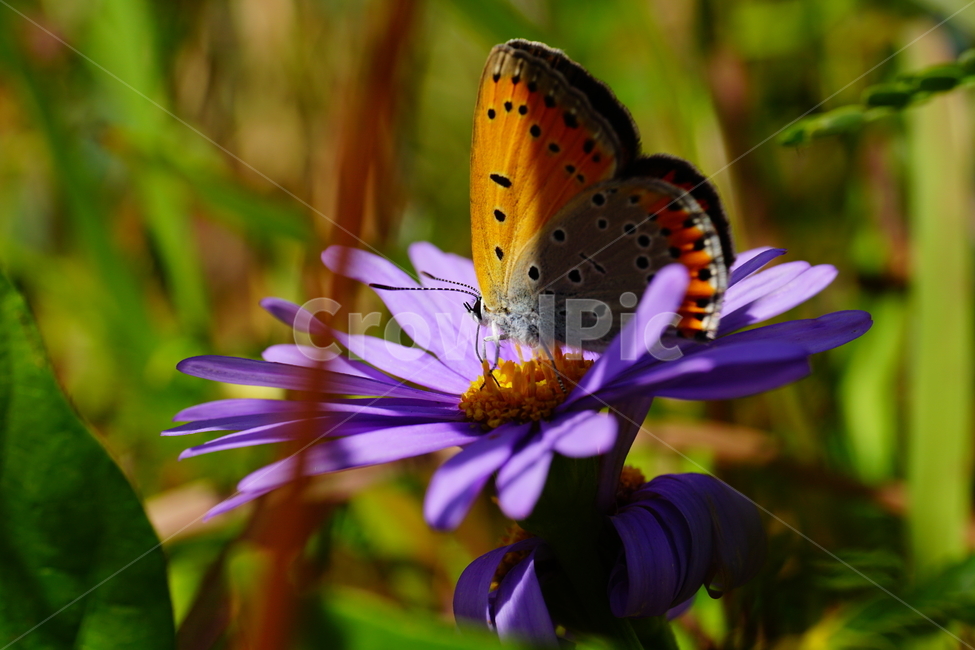 벌개미취,쑥부쟁이,나비,부전나비,곤충,벌레,꽃,플라워,자연,식물,butterfly,insect,flower,nature,bug,접사,클로즈업,closeup,macro,매크로,마크로,9월,가을,september,autumn,fall,꽃사진,가을꽃,가을,계절,fall,autumn,season,식물,자연,plants,nature,꽃,flower,동물,animal,곤충,벌레,insect,bug,plant
