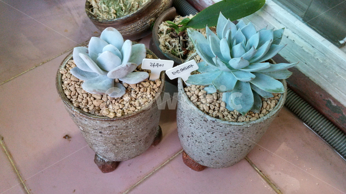 plant,식물,다육이,관상식물,다육,다육식물,화분,식물,자연,plants,nature