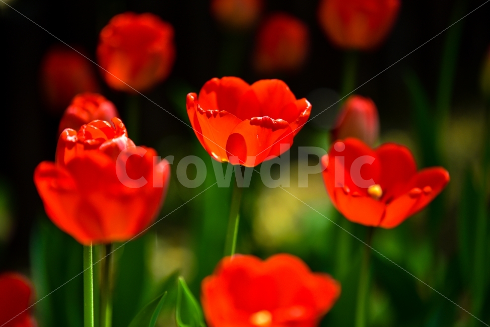 꽃,예쁜,빨강꽃,튤립,빨강색,flower,식물,자연,plants,nature,감성,sensible,feeling,봄,계절,spring,season,꽃,flower,plant