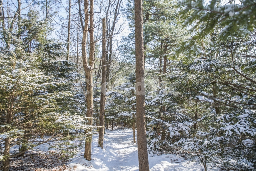 풍경,겨울,산,나무,눈,겨울,계절,winter,season,자연,풍경,nature,landscape,식물,plants,나무,trees,wood,tree,plant,fir,전나무