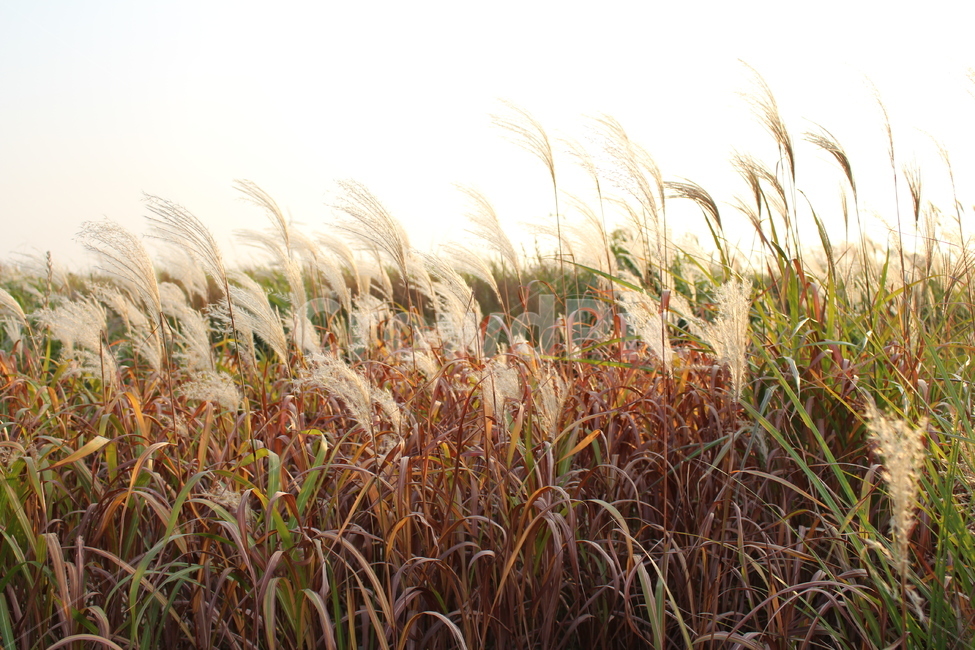 풍경,노을,억새,자연,풀,가을,가을,계절,fall,autumn,season,grass,잔디,plant,식물