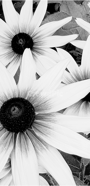 루드베키아,꽃,flower,노랑색,backgroundimage,배경이미지,다년생,여름꽃,자연,야생화,nature,배경,배경화면,색감,바탕,텍스쳐,질감,패턴,이미지,꽃,flower,흑백,모노톤,monochrome,black and white