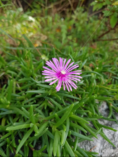 꽃,들꽃,flower,식물,plant,식물,자연,plants,nature,꽃,flower