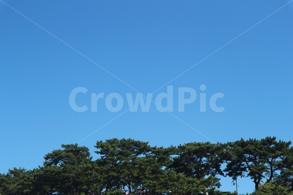 하늘,바탕화면,배경화면,나무,Sky,Blue,Tree,자연,풍경,nature,landscape,식물,plants,나무,trees,wood