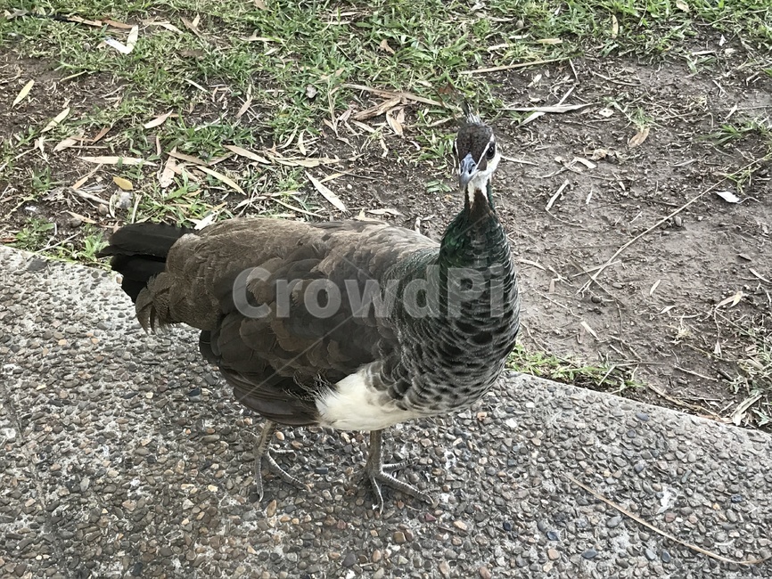 새,조류,공원,자연,숲,공작,동물,animal,조류,새,birds