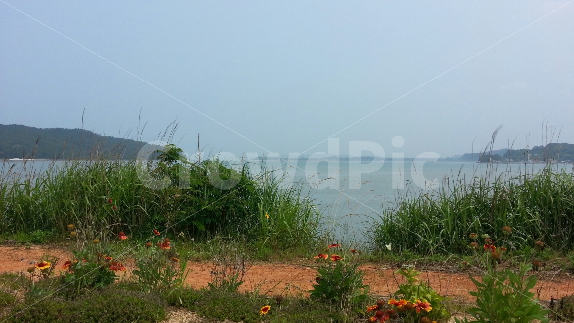 서해안,바다,꽃,여름,초록,자연,풍경,nature,landscape,한국자연풍경,한국자연경관,korea nature landscape,ground,바닥