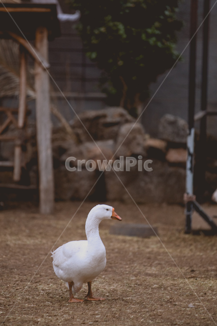 새,animal,동물,거위,오리,조류,농장,bird,동물,animal,조류,새,birds