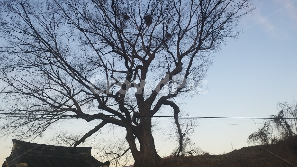 나무,tree,plant,큰나무,나무줄기