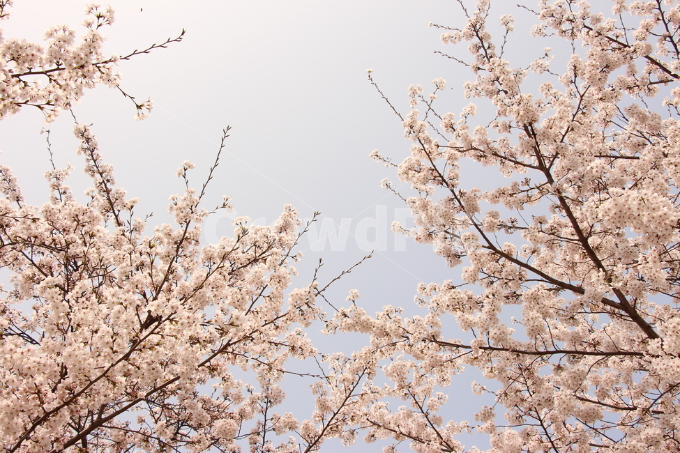 벚꽃,봄,자연,하늘,경치,벚꽃나무,나무,나뭇가지,cherryblossom,spring,nature,sky,landscape,cherryblossomstree,tree,twig