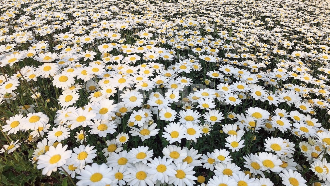 봄,봄봄,봄꽃,흰색,하얀색,white,예쁜,자연,푸른,그리너리