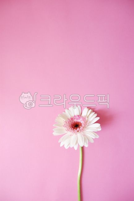 pink,daisies,blossom,Simple flower background,Spring background,pink background,pink flower,Gerbera,flower,spring,spring flowers,petal,White,plant,daisy flower,flower background,daisy