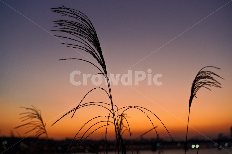 갈대,식물,한강,야경,노을,reed,야경,밤,풍경,nightscape,night,landscape