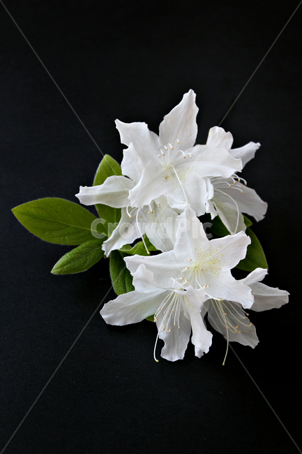 azaleas,azaleasflowers,closeup,decoration,detail,flower,fresh,green,leaf,leaves,macro,natural,nature,plant,royalazaleablossom,whiteazaleasflowers,철쭉,철쭉꽃,클로즈업,디테일,꽃,신선한,그린,녹색,잎,나뭇잎,잎사귀,자연,식물,플라워,진달래,검은색,검정,블랙,꽃,flower,누끼,remove background