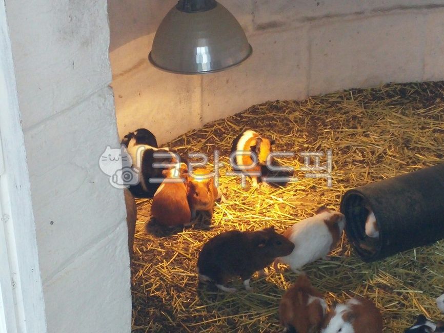 incandescent light,guinea pig,cute,breed,Keep warm,Pets,light,rodent,animal,Zoo,zoo,mammalia,debt