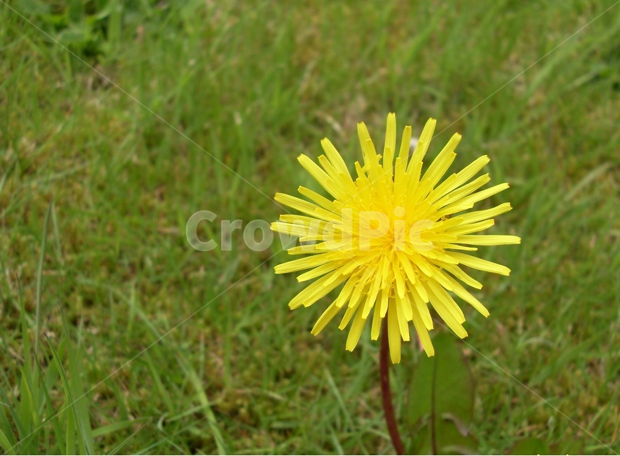 뉴질랜드,해밀턴,정원,노랑색꽃,밝음,화사함,외로움,들꽃,식물,자연,plants,nature,꽃,flower