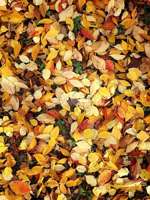 단풍,가을,단풍잎,낙엽,잎,식물,바닥,나무,plant,leaf,ground,tree,가을,계절,fall,autumn,season