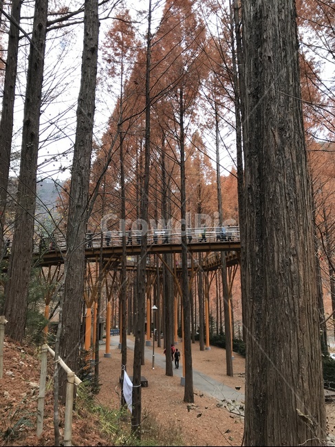 나무,공원,자연,nature,산책길,산책로,다리