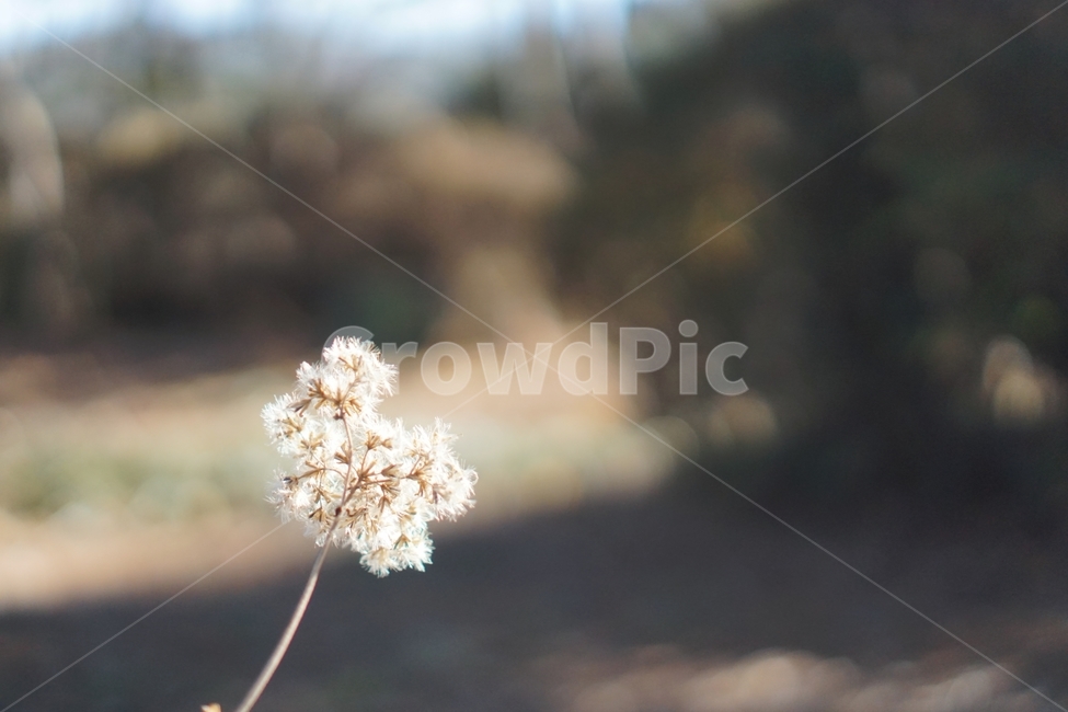 가을,자연,민들레,홀씨,감성,가을,계절,fall,autumn,season,식물,자연,plants,nature,plant