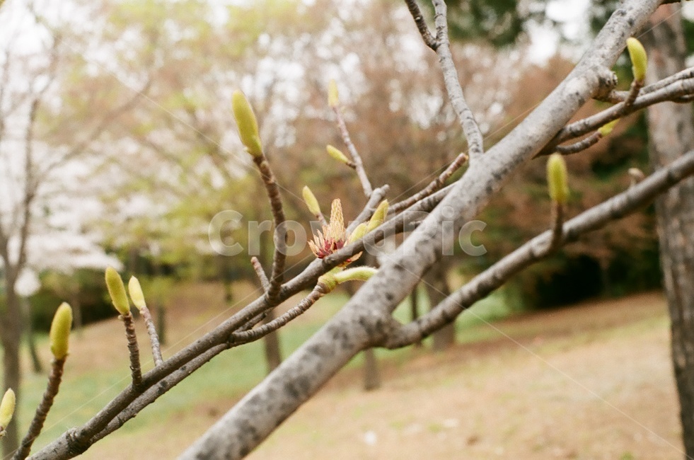 봄,벚꽃,꽃놀이,cherryblossom,필름카메라,꽃,감성사진,봉오리,bud,봄,계절,spring,season,식물,자연,plants,nature
