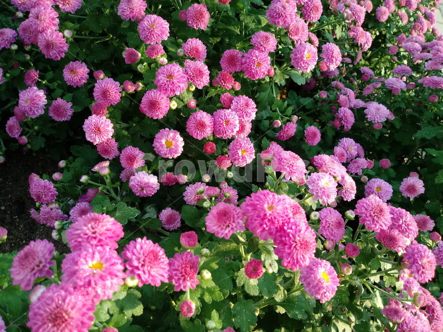 국화,꽃,plant,식물,flower,다년생초본식물,오상고절,관상식물,소국,식물,자연,plants,nature,꽃,flower