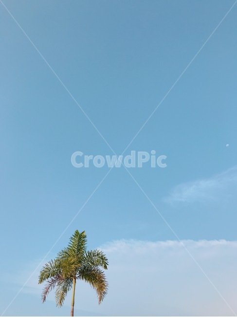 야자수,하늘,여름,동남아,palmtree,sky,summer,asia,자연,풍경,nature,landscape,식물,plants,나무,trees,wood,outdoors,옥외