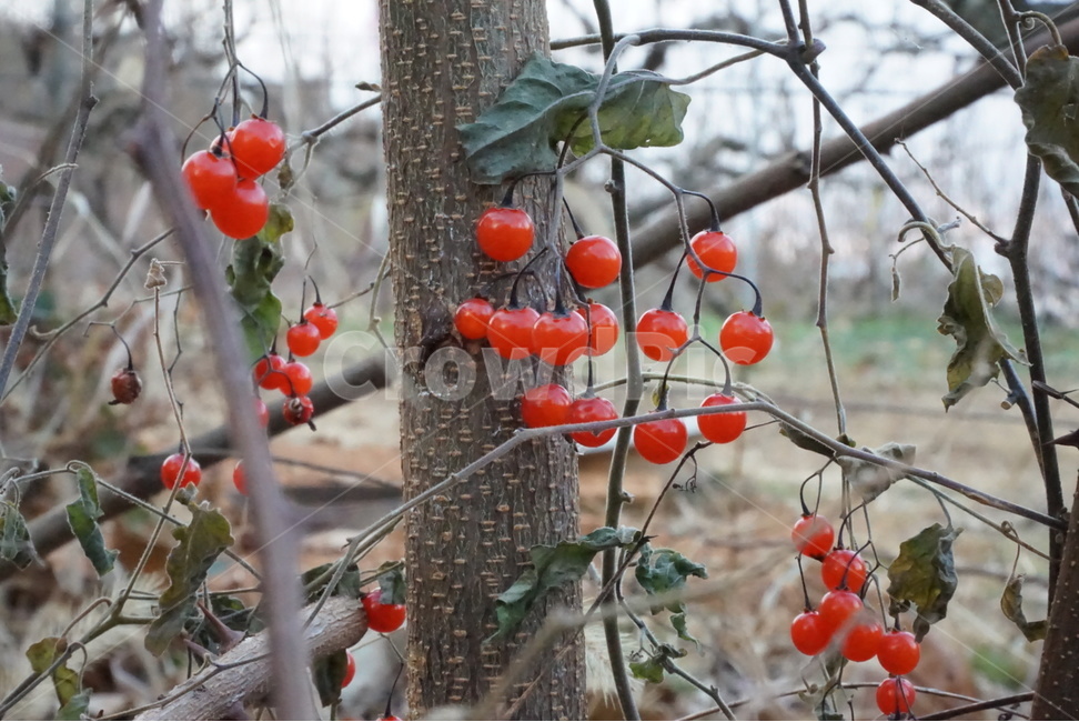 열매,작은열매,빨강빨강,동네흔한풍경,겨울열매,식물,자연,plants,nature,과일,열매,fruit
