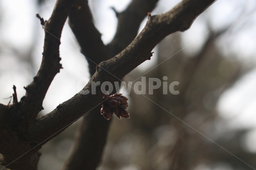 plant,식물,tree,나무,새싹,새순,봄,spring,brown