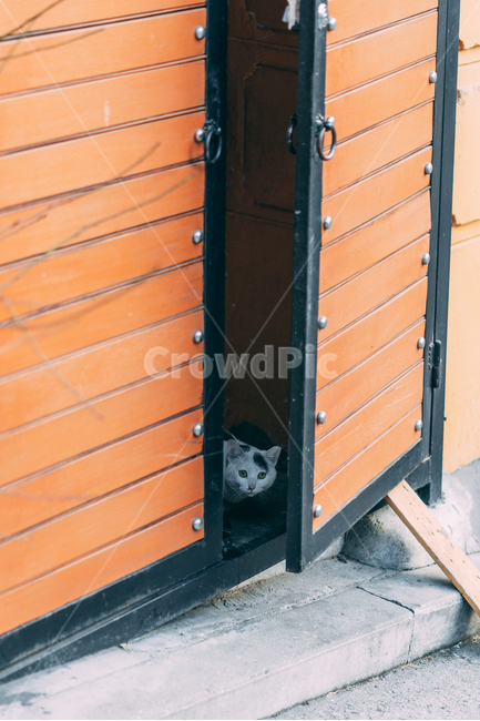 고양이,길고양이,길냥이,cat,kitty,반려동물,애완동물,animal,street,streetcat,wild,wildlife,wildcat,야생,야생고양이,동물,포유류,mammal,동물,animal,포유류,mammal,고양이,cat,kitten,kitty