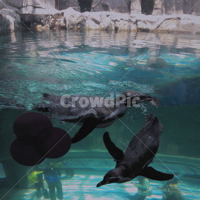 수족관,아쿠아리움,펭귄,수영,바다,동물,animal