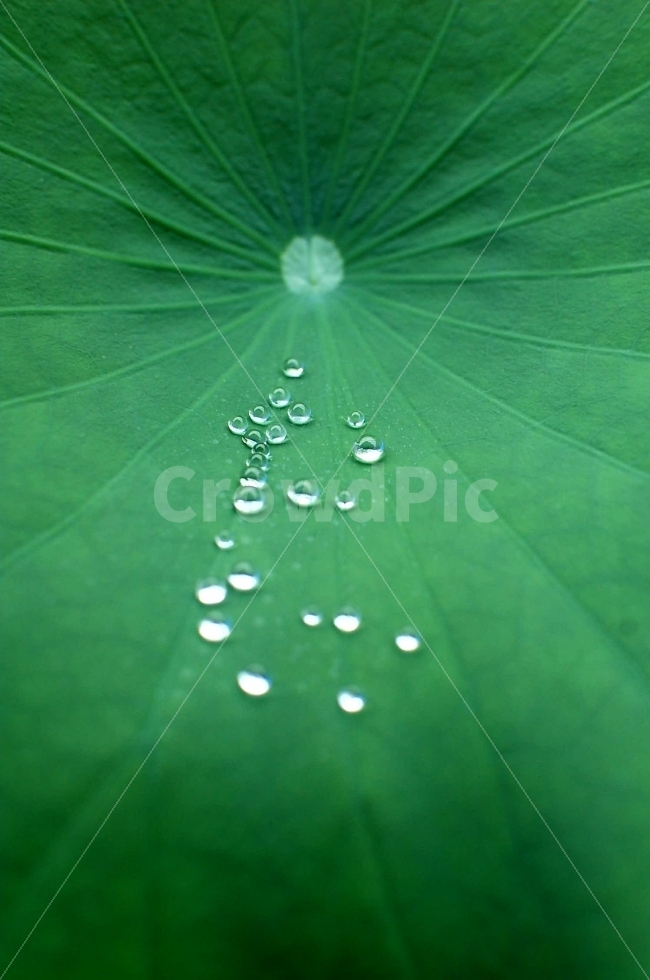 연잎,물방울,구슬,접사,풍경사진,식물,자연,plants,nature