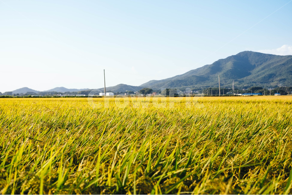 농촌,추수,가을,벼,풍년,시골,풍경,농사,벼이삭,시골,마을,풍경,landscape,country,rural,town,산업,industry,industrial,농업,농사,agriculture,farming,farming industry
