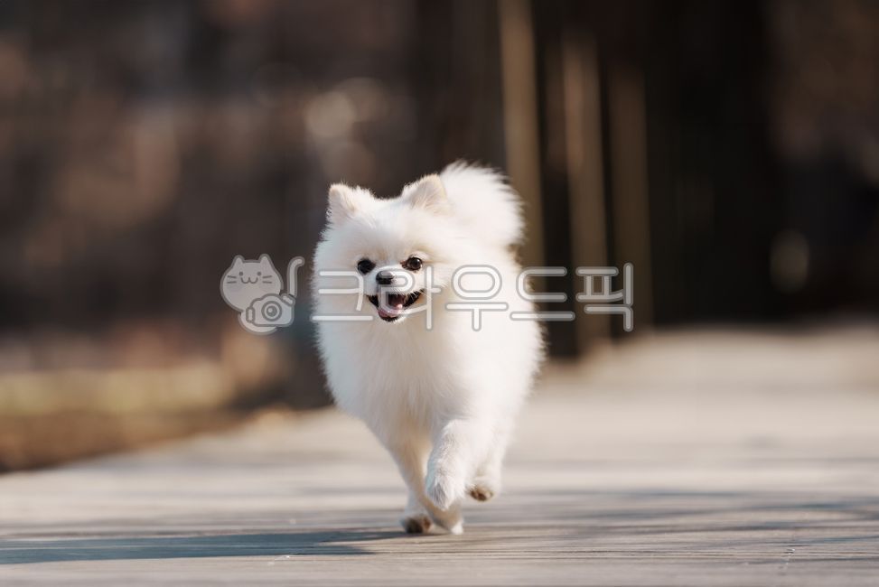 강아지,개,반려견,애완견,반려동물,애완동물,포메라니안,하얀강아지,하얀개,흰강아지,흰개,웃는강아지,달리는강아지,윙크하는강아지,강아지옆모습,포유류,dog,doggy,puppy,pomeranian,whitedog,whitepuppy,runningdog,smilingdog,smilingpuppy