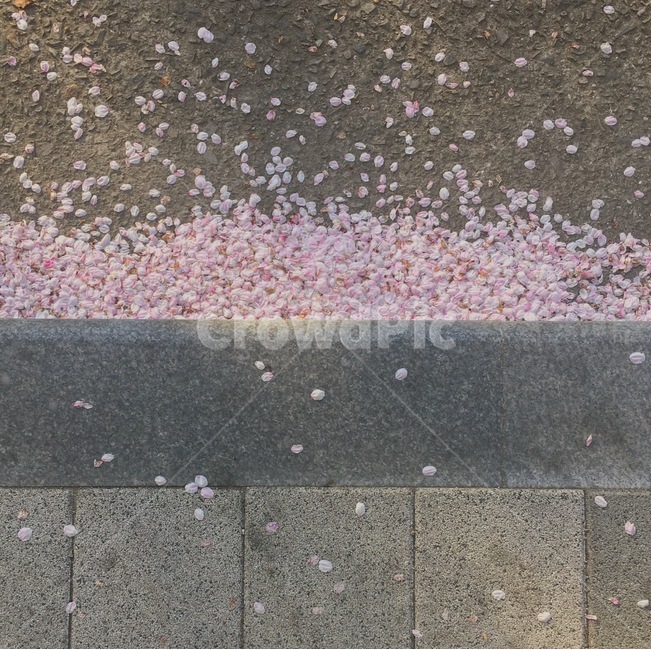 봄,벚꽃,꽃,감성,땅,봄,계절,spring,season