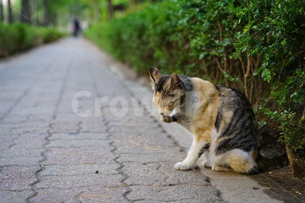 고양이,cat,동물,냐옹이,캣,일상,야옹이,단장,길,거리,인도,귀요미,표정,동물,animal,포유류,mammal,고양이,cat,kitten,kitty