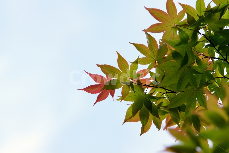 단풍,하늘,초록,자연,바탕화면,자연,풍경,nature,landscape,식물,plants,plant,leaf,잎,tree,나무