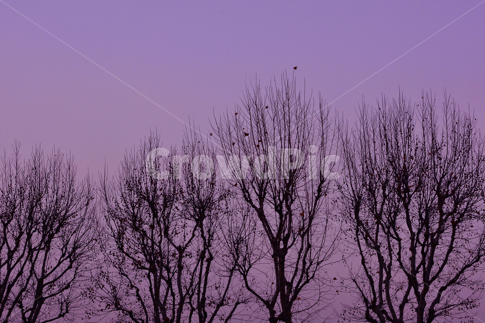 실루엣,나무,가로수,초저녁풍경,저녁풍경,night,겨울나무,나목,가지,쓸쓸한,보라색,퍼플,하늘,자연,풍경,nature,landscape,실루엣,그림자,silhouette,shadow,outdoors,옥외