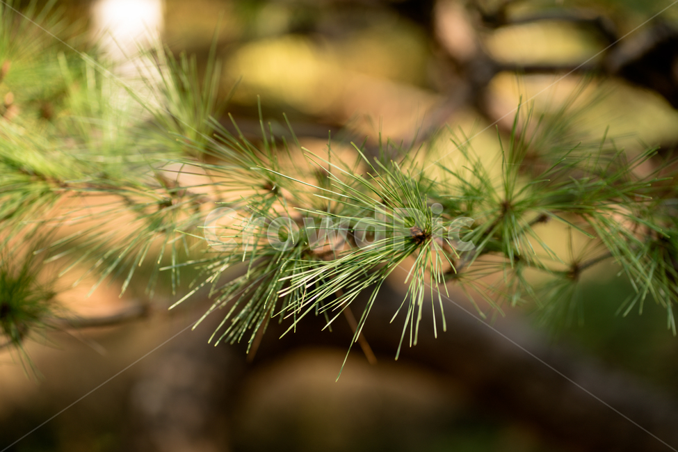 가을,햇빛,햇살,단풍,소나무,식물,자연,plants,nature