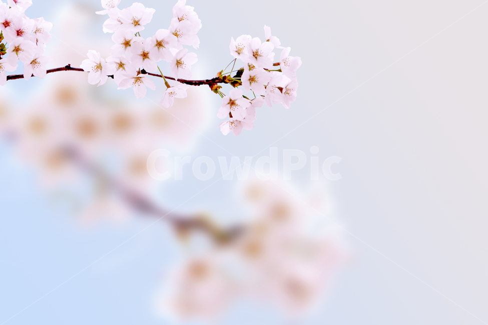 plant,식물,벚꽃,봄꽃,flower,blossom,꽃,봄,계절,spring,season,식물,자연,plants,nature,꽃,flower