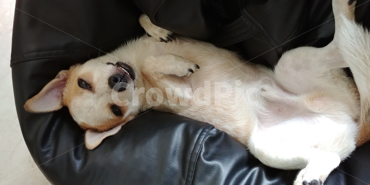 치와와,에니멀,잠,sleeping,사랑스러운