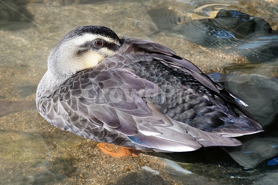 자연,부산,온천천,새,오리,흰뺨검둥오리,조류,동물,animal,조류,새,birds