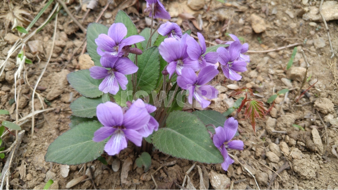 제비꽃,꽃잎,꽃,계절,봄꽃,봄,자연,식물,보라색,식물,자연,plants,nature,꽃,flower