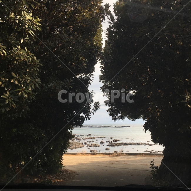 tree,나무,plant,바다,산,자연,풍경,nature,landscape