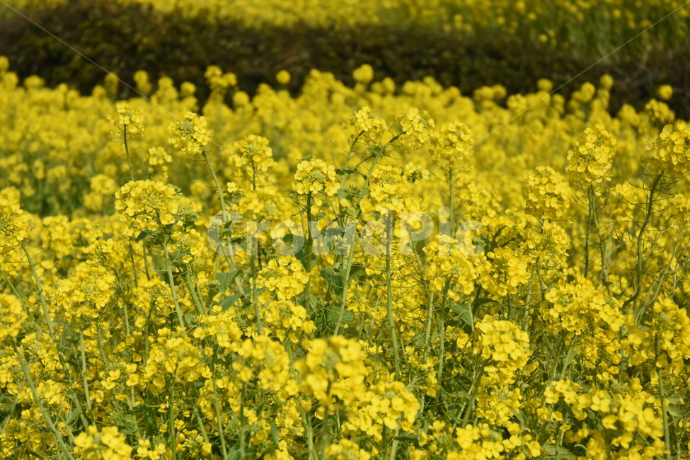 유채꽃,노란꽃,예쁜꽃,식물,flower,봄,yellowflower,rapeflower