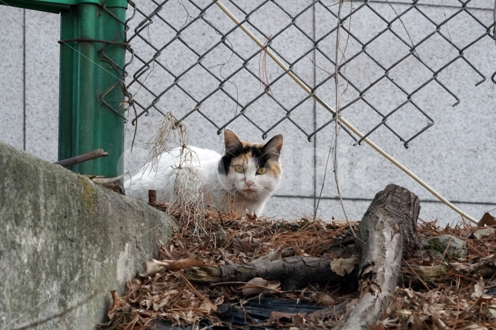 고양이,길고양이,들고양이,삼색고양이,삼색털고양이,동물,흰고양이,공원,낙엽,식물,철조망,나무,풀,나뭇가지,냐옹이,암컷,수컷,도둑고양이,길냥이,cat,animal,snap,snpshot,스냅,스냅사진,스넵,스넵사진,감성,감성사진,힐링,힐링사진,cute,pretty,동물,animal,고양이,cat,kitten,kitty,포유류,mammal
